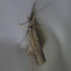 Unknown Moth