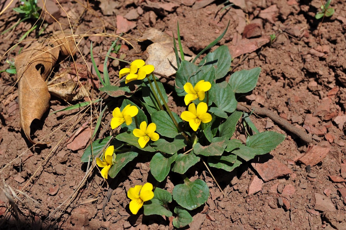 yellow mountain violets