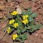 yellow mountain violets