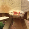 Sycamore Moth Caterpillar