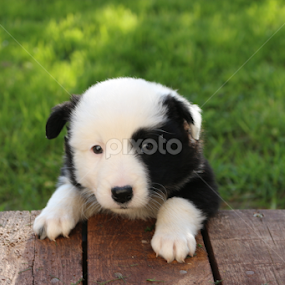 Jing and Jang by Áslaug Stefánsdóttir - Animals - Dogs Puppies