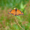 Borboleta-monarca do Sul (Southern Monarch butterfly)