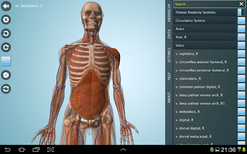 Male Anatomy 3D - Anatronica