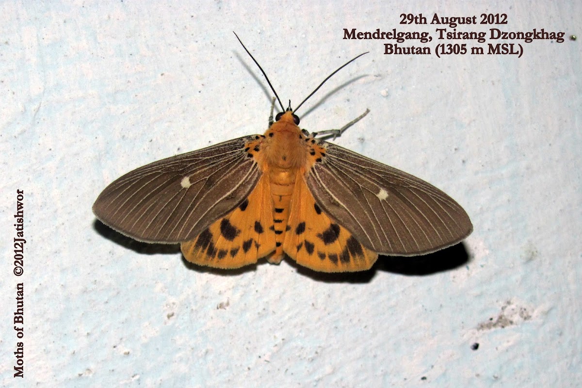 Snout Tiger Moth