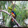 Fire-breasted Flowerpecker