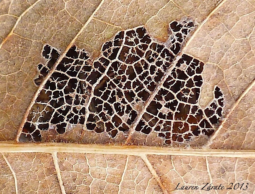 Dry Lacy Leaf Beetle Damage