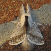 Large Tolype Moth