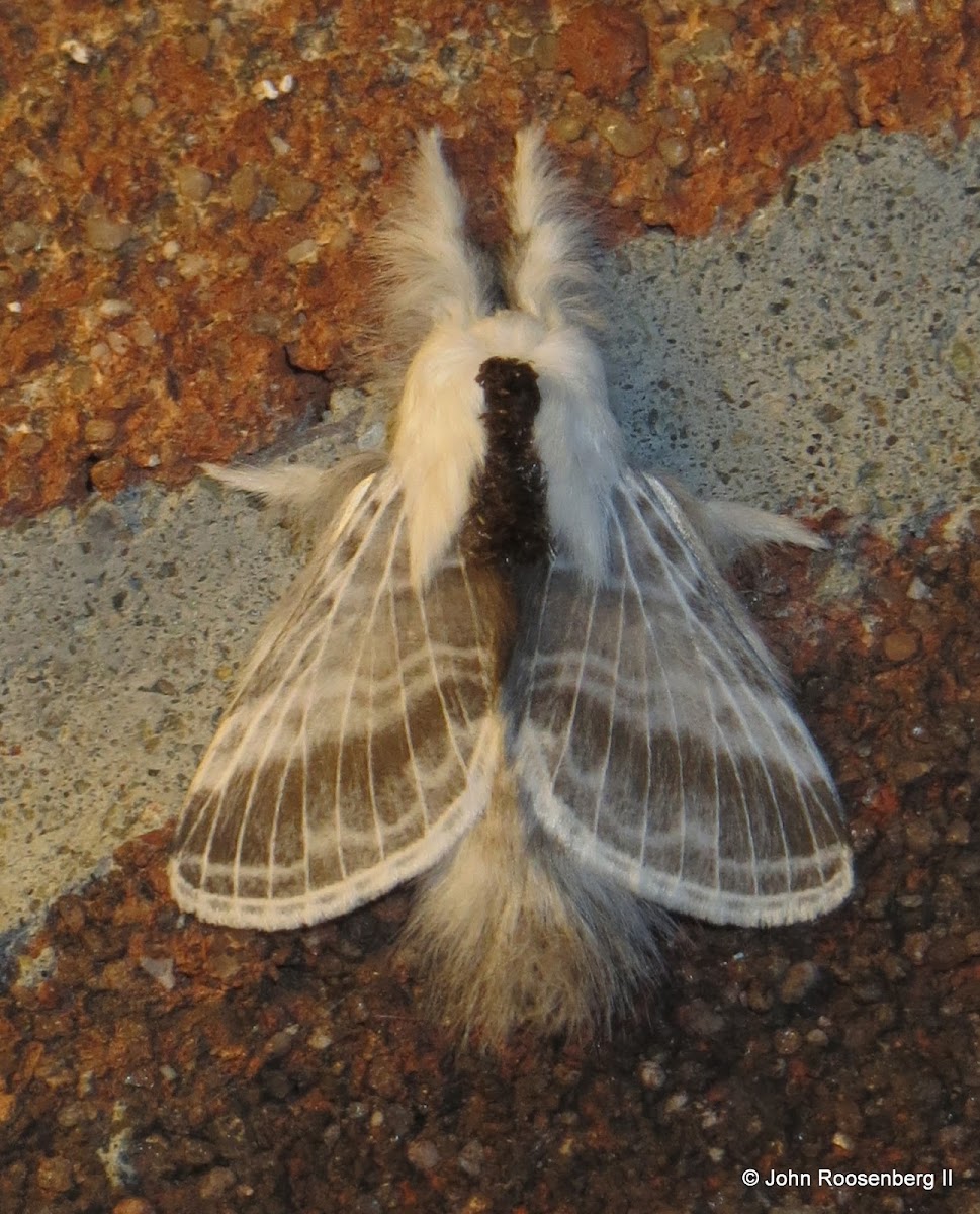 Large Tolype Moth