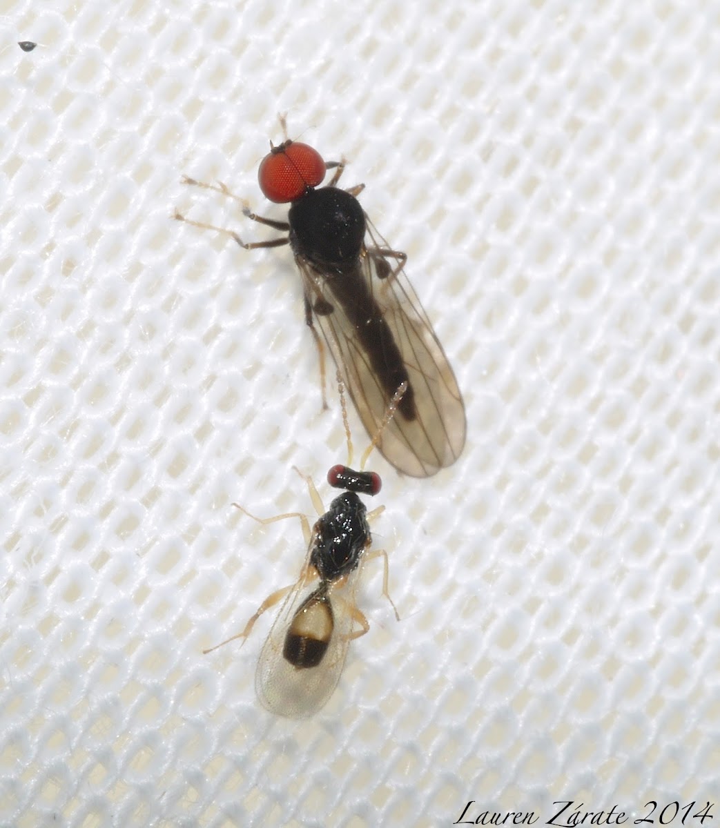 Micro Wasp