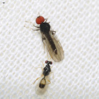 Micro Wasp