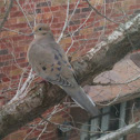 Mourning Dove