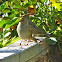 Golden-crowned Sparrow (1st winter)