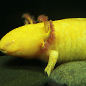 Axolotl - Ajolote