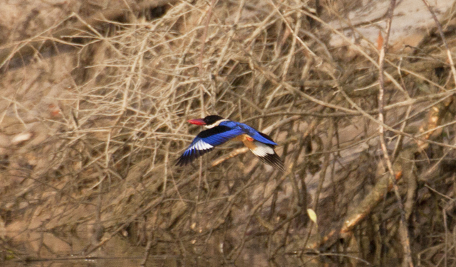 Azure Kingfisher