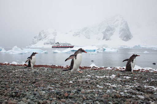 Hurtigruten-Fram-penguins-Antarctica-2 - Race ya! Explore the breeding site of Gentoo penguins as you travel on Hurtigruten's ship ms Fram to remote Danco Island, just off Antarctica.