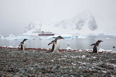 Race ya! Explore the breeding site of Gentoo penguins as you travel on Hurtigruten's ship ms Fram to remote Danco Island, just off Antarctica.
