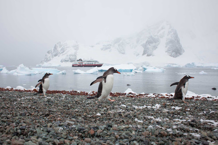 Race ya! Explore the breeding site of Gentoo penguins as you travel on Hurtigruten's ship ms Fram to remote Danco Island, just off Antarctica.