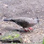 Crested Pigeon