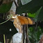 Dryas Butterfly