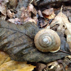 Land snail