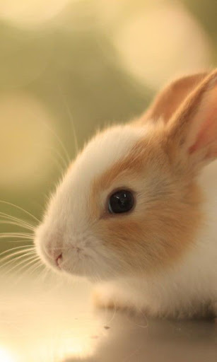 Cute Rabbits Wallpapers