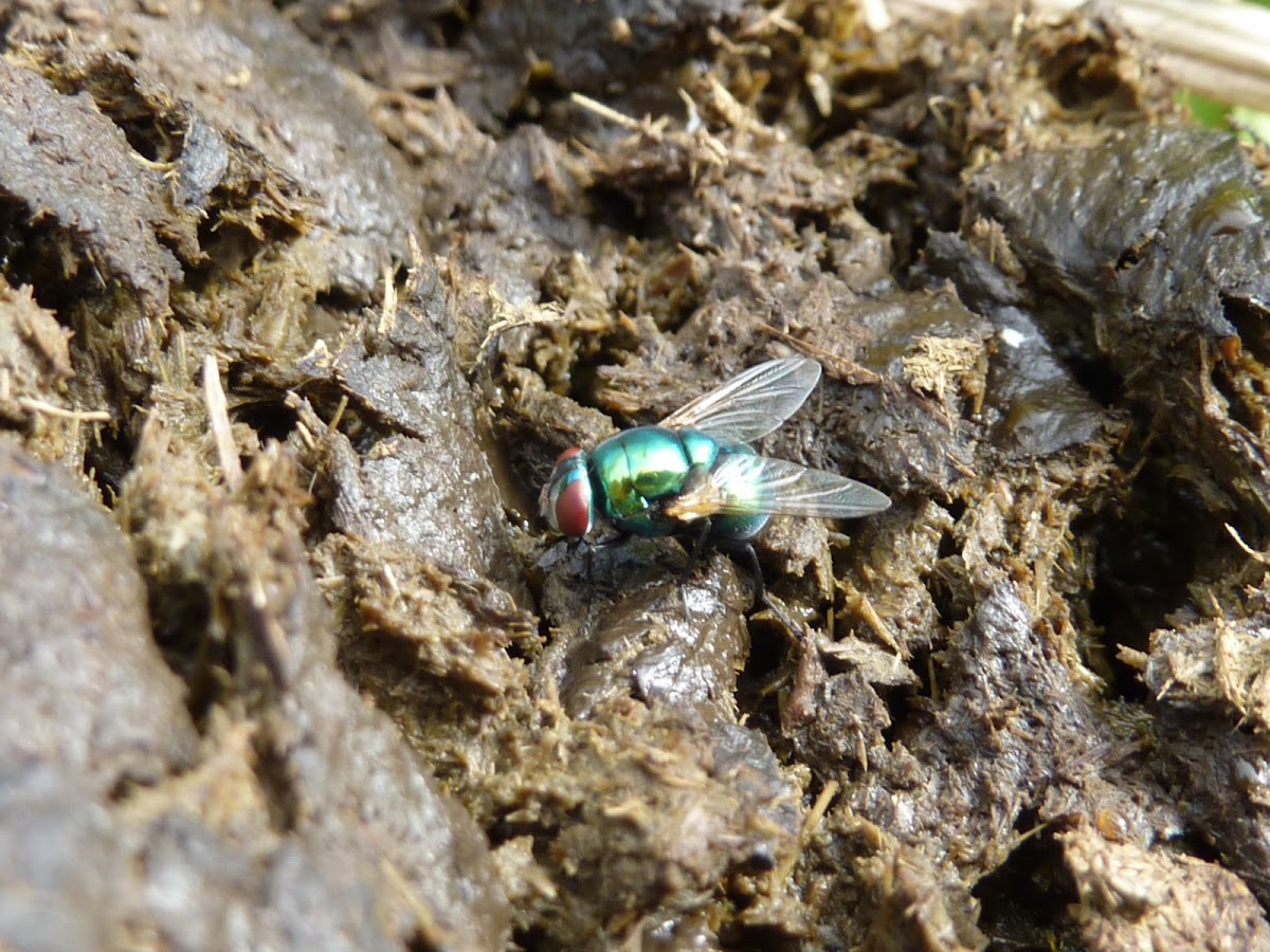 Common Green Bottle fly