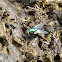 Common Green Bottle fly
