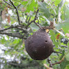 Andricus quercustozae  insect Quercus