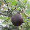 Andricus quercustozae  insect Quercus
