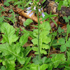 Lyre-leaf sage