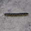 Long-Flange Millipede