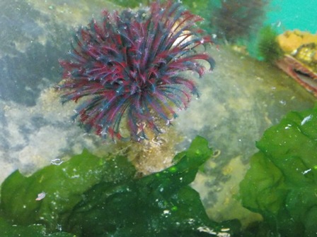 feather duster worm / Sabellastarte