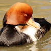 Red-crested pochard