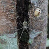 Two-tailed spider