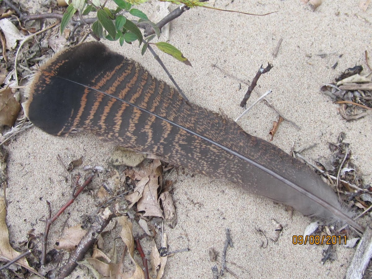 wild turkey tail feather