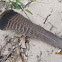 wild turkey tail feather