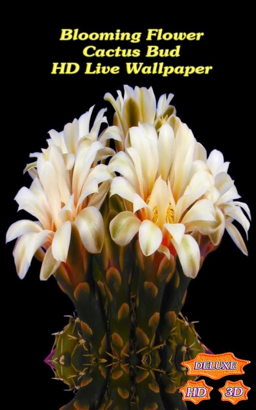 Android application Blooming Flower Cactus Buds screenshort