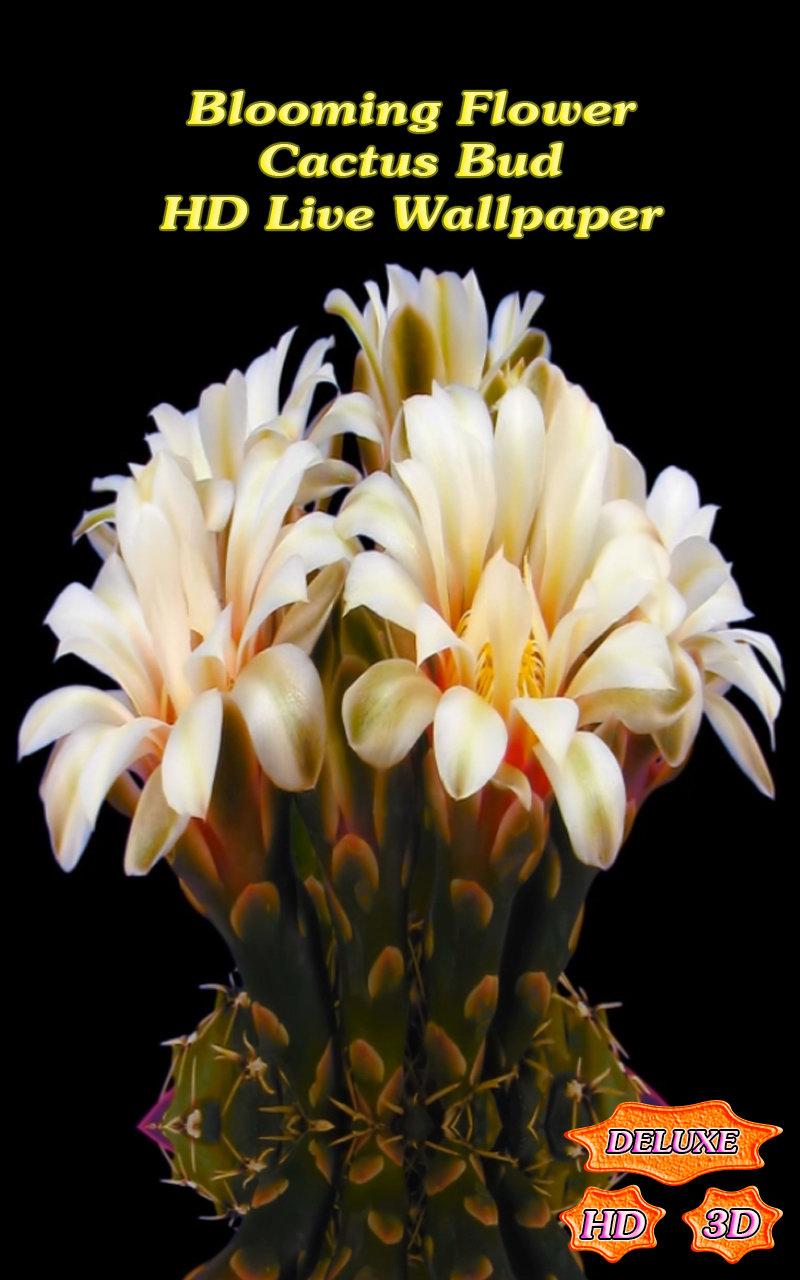 Blooming Flower Cactus Buds Screen 1