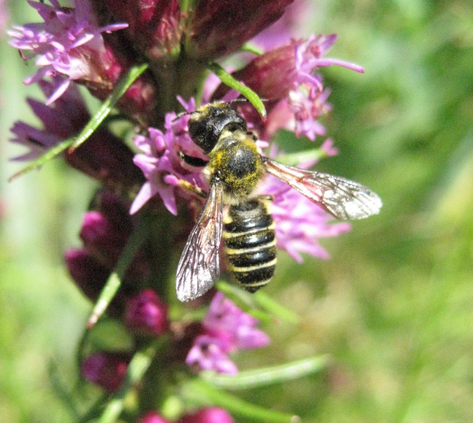 Megachile Bee, female