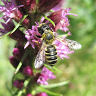 Megachile Bee, female