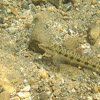 Blotchside Logperch