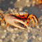 Sand Fiddler Crab