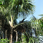 Moriche palm
