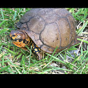 Box Turtle