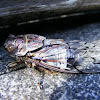 Cicada