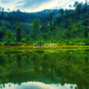 Cisanti by Alfan Andik Nugroho - Landscapes Forests