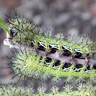 Silkmoth Caterpillar