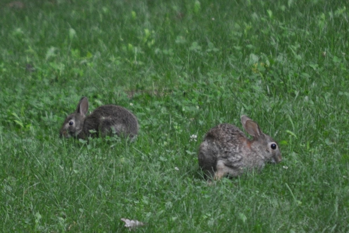 Eastern cottontail rabbits