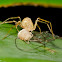 Spitting Spider with prey