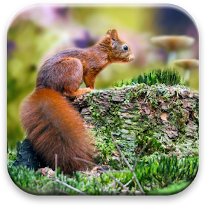 Autumn Wallpaper.apk 1.0.3